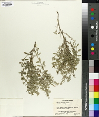 Nepeta mussinii image