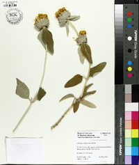 Phlomis cashmeriana image