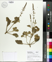 Plectranthus argentatus image