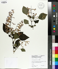 Plectranthus fruticosus image