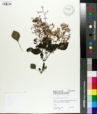 Plectranthus fruticosus image