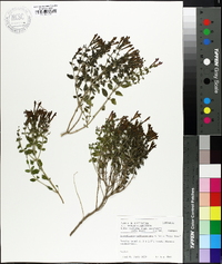 Scutellaria suffrutescens image