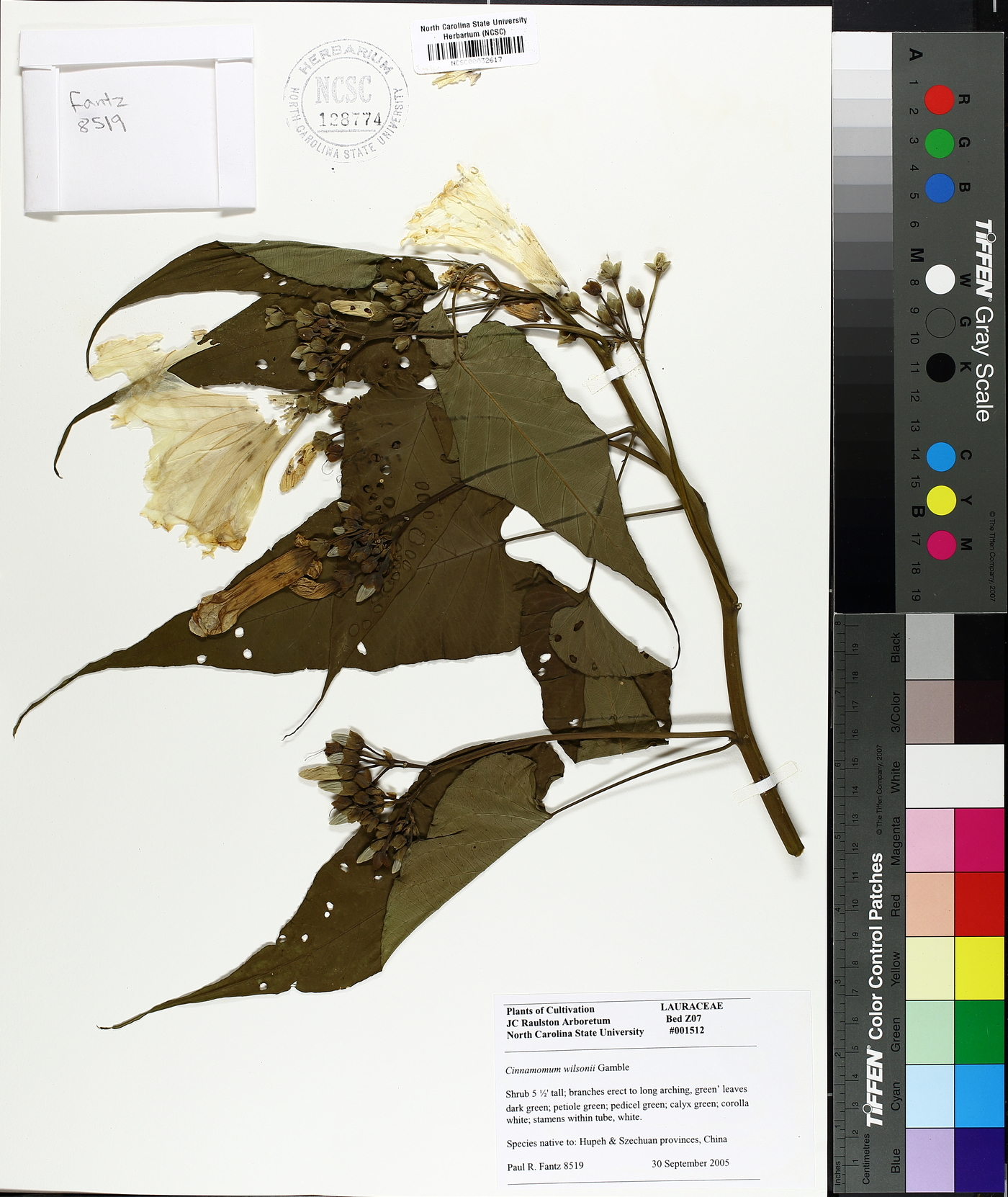 Cinnamomum wilsonii image