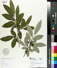 Lindera angustifolia image