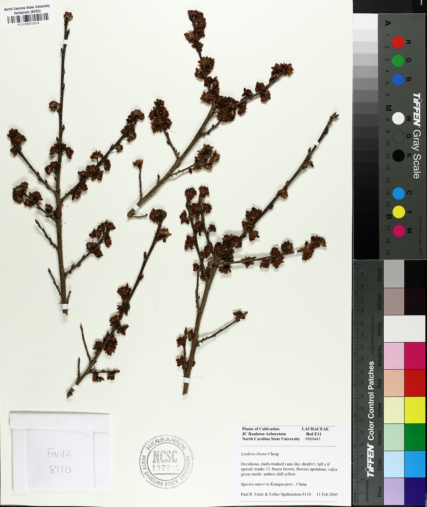 Lindera chienii image