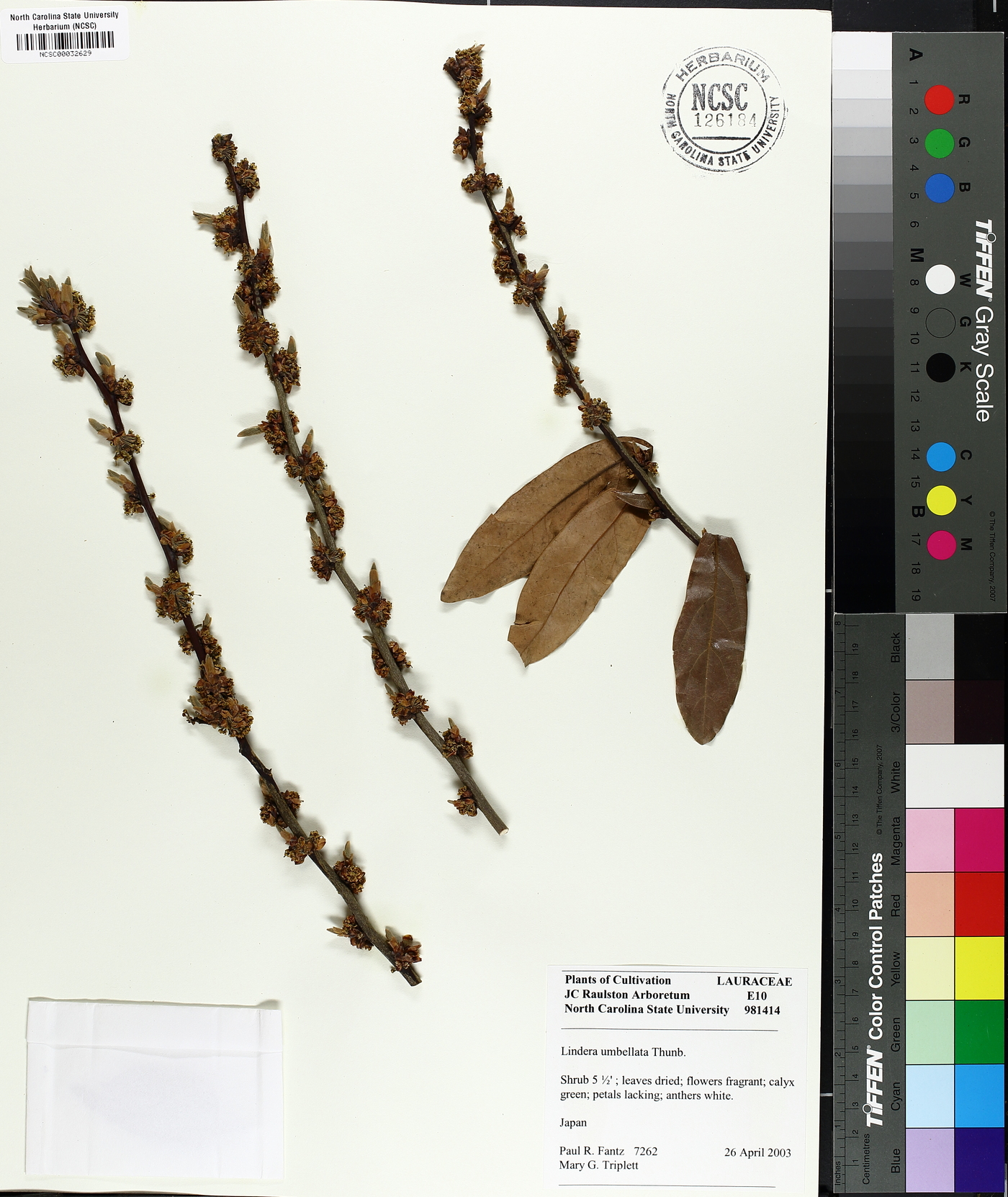 Lindera umbellata image