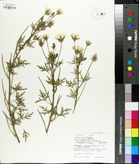 Callirhoe alcaeoides image