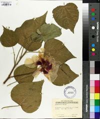 Gossypium raimondii image