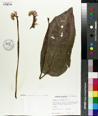 Monolena primuliflora image