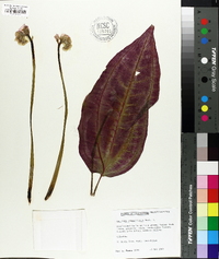 Monolena primuliflora image