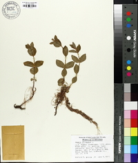 Rhexia virginica image