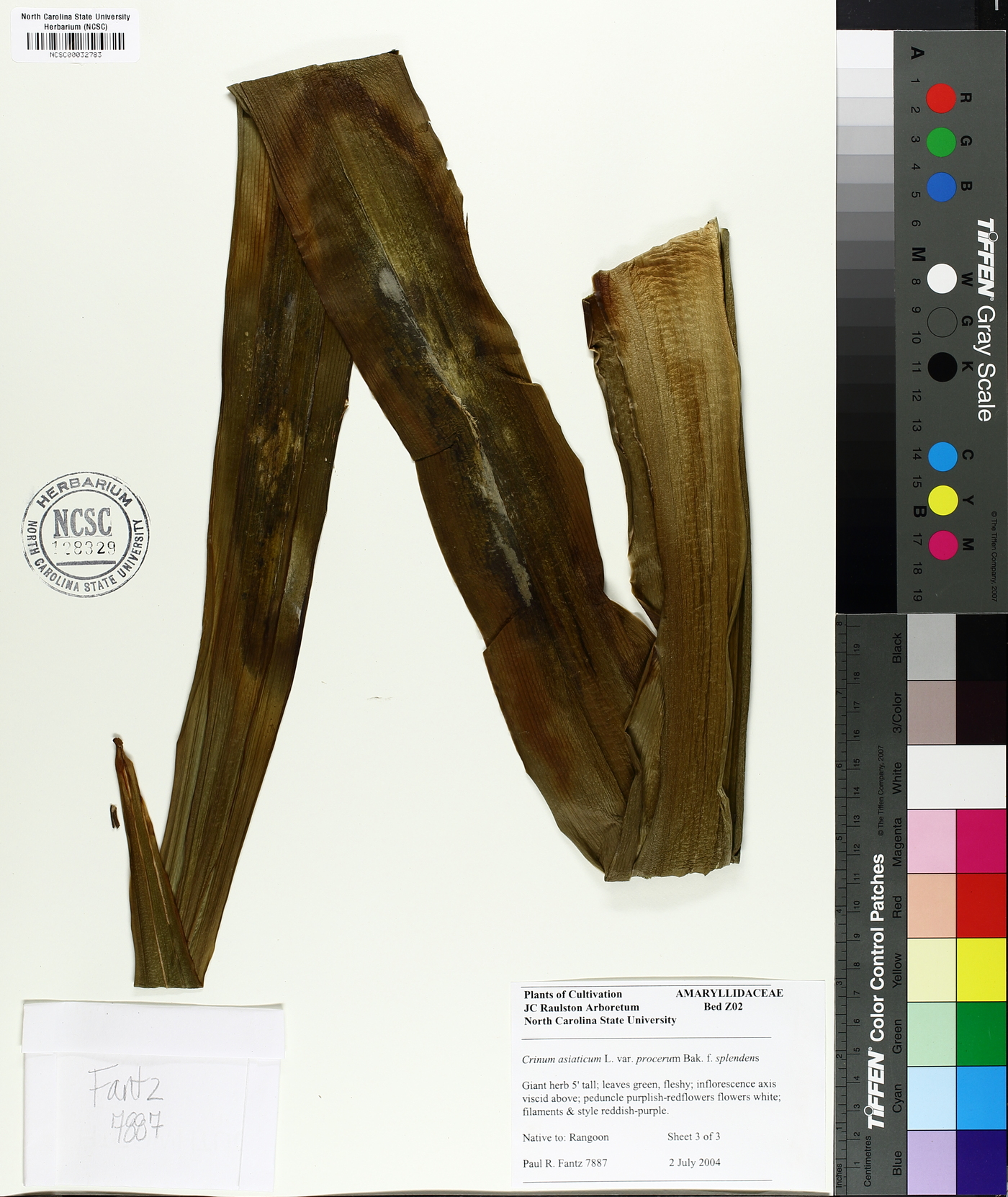 Crinum asiaticum var. procerum image
