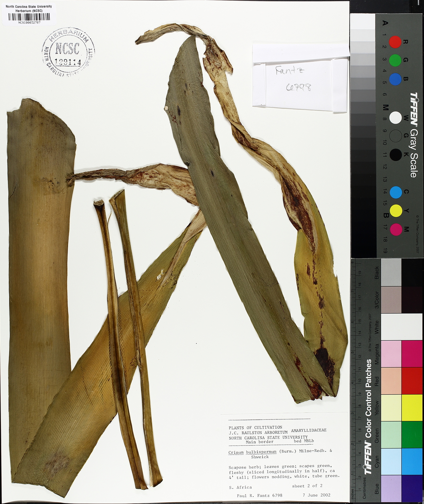 Crinum bulbispermum image