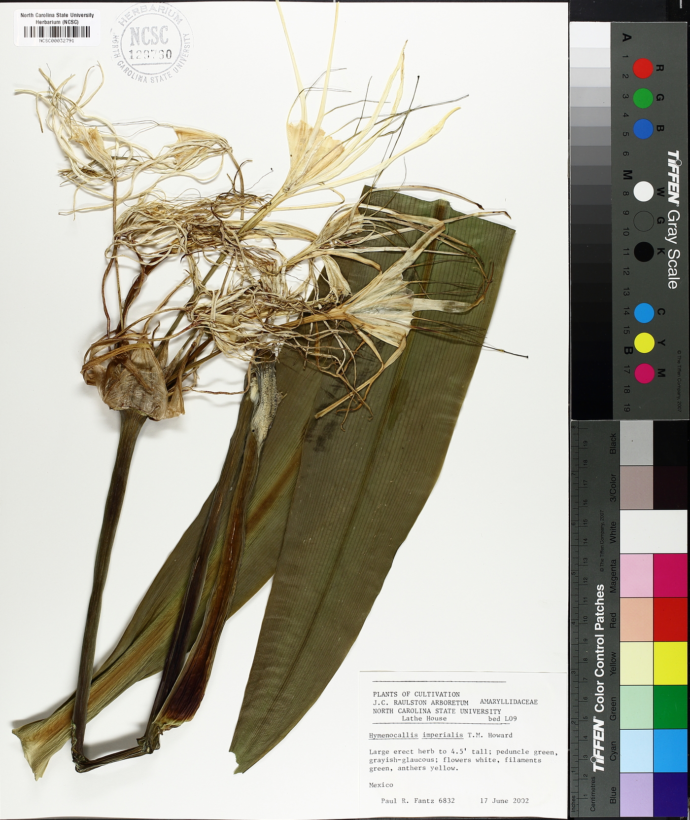 Hymenocallis imperialis image