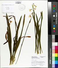 Leucojum aestivum image