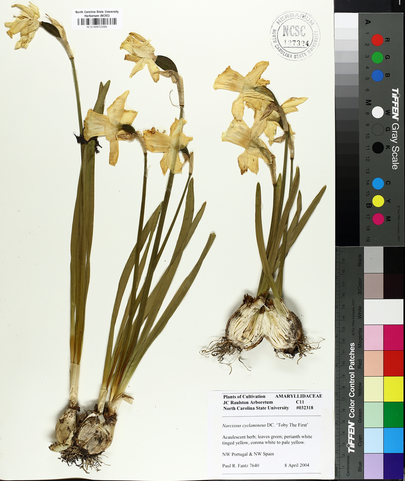 Narcissus cyclamineus image