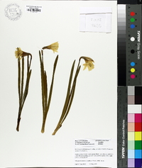 Narcissus pseudonarcissus image