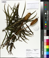 Zephyranthes macrosiphon image