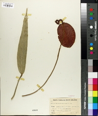Anthurium scherzerianum image