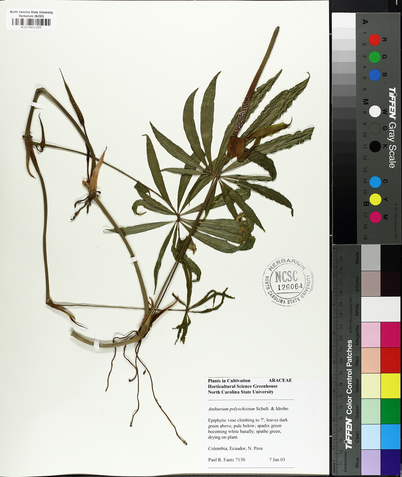 Anthurium polyschistum image