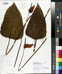 Anthurium scherzerianum image