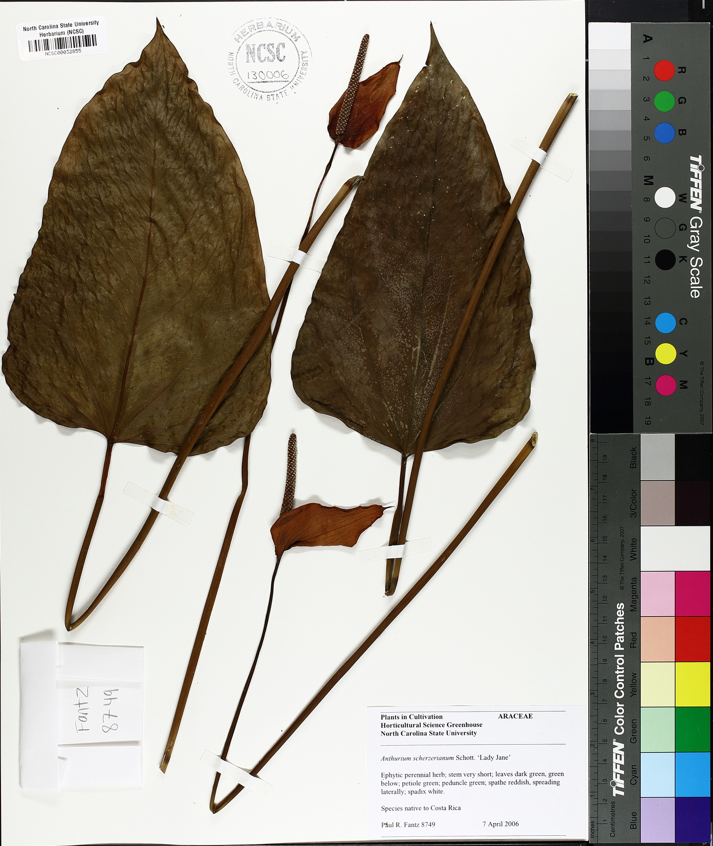 Anthurium scherzerianum image