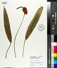 Anthurium scherzerianum image