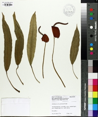 Anthurium scherzerianum image
