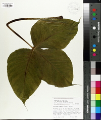Arisaema ringens image