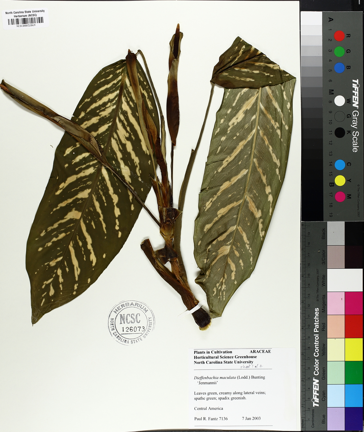 Dieffenbachia maculata image