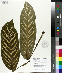 Dieffenbachia maculata image