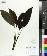 Spathiphyllum wallisii image