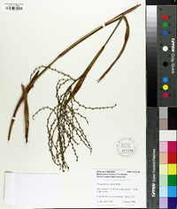 Chamaedorea elegans image