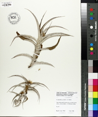 Image of Cryptanthus pickelii