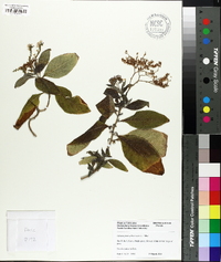 Heliotropium arborescens image