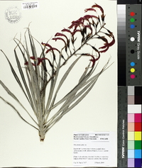 Pitcairnia punicea image