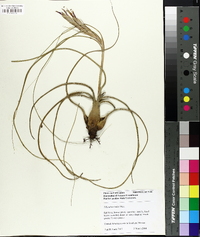 Tillandsia butzii image