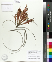 Tillandsia flabellata image