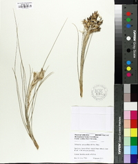 Tillandsia juncea image