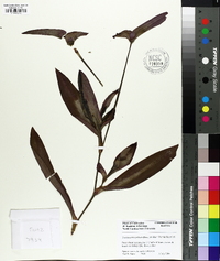 Tradescantia pallida image