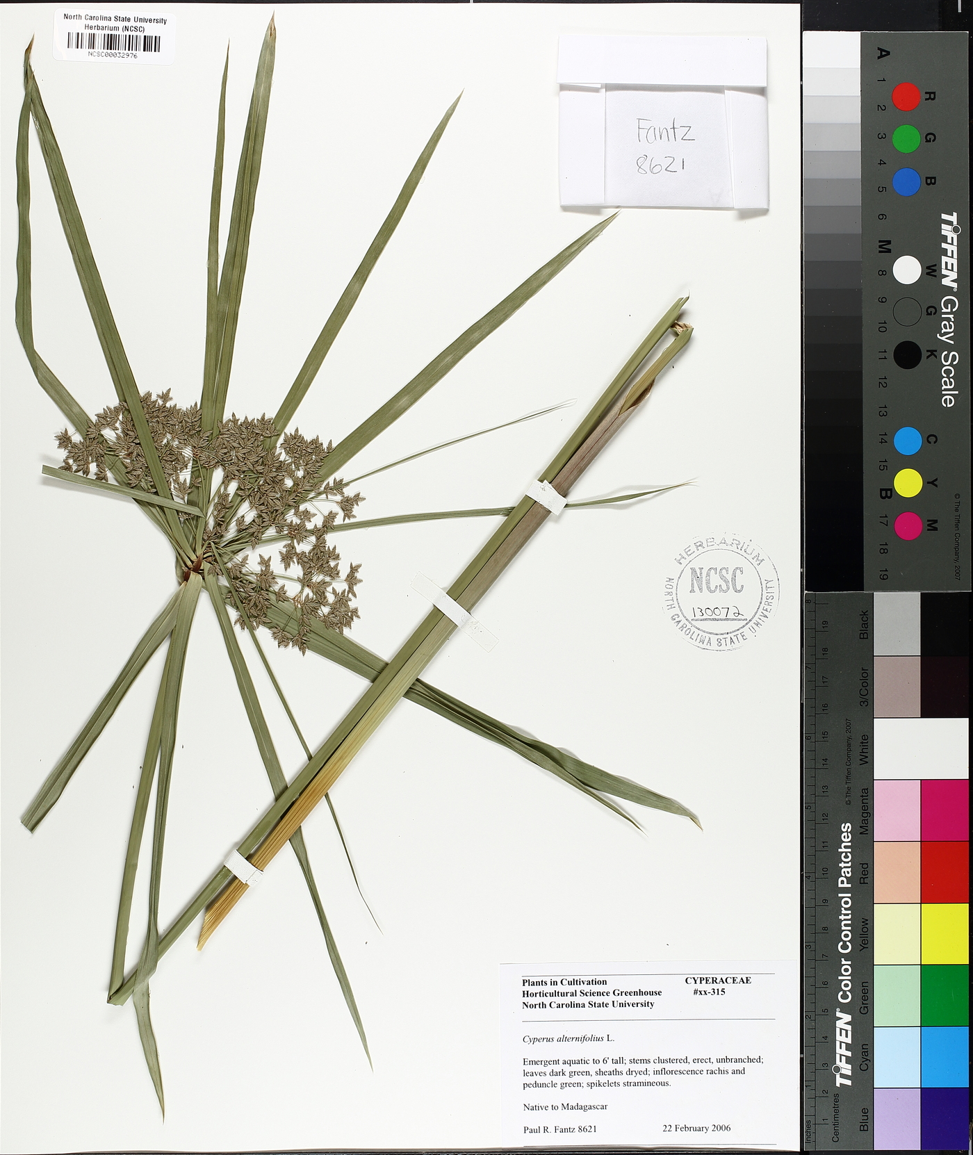 Cyperus alternifolius image