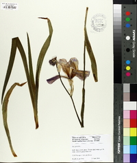 Iris aphylla image