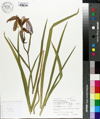 Iris sibirica image