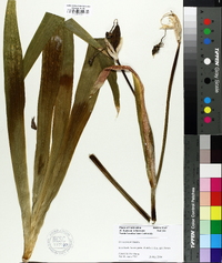 Iris tectorum image