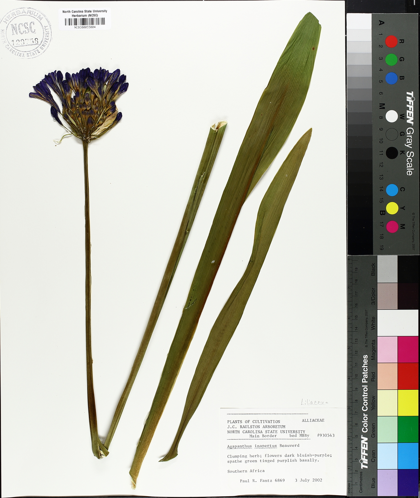 Agapanthus inapertus image