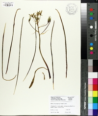 Allium atropurpureum image
