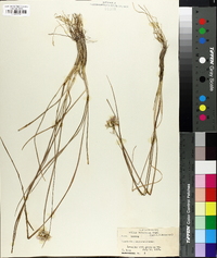 Image of Allium darwasicum