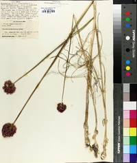 Allium sphaerocephalon image
