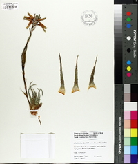 Image of Aloe humilis