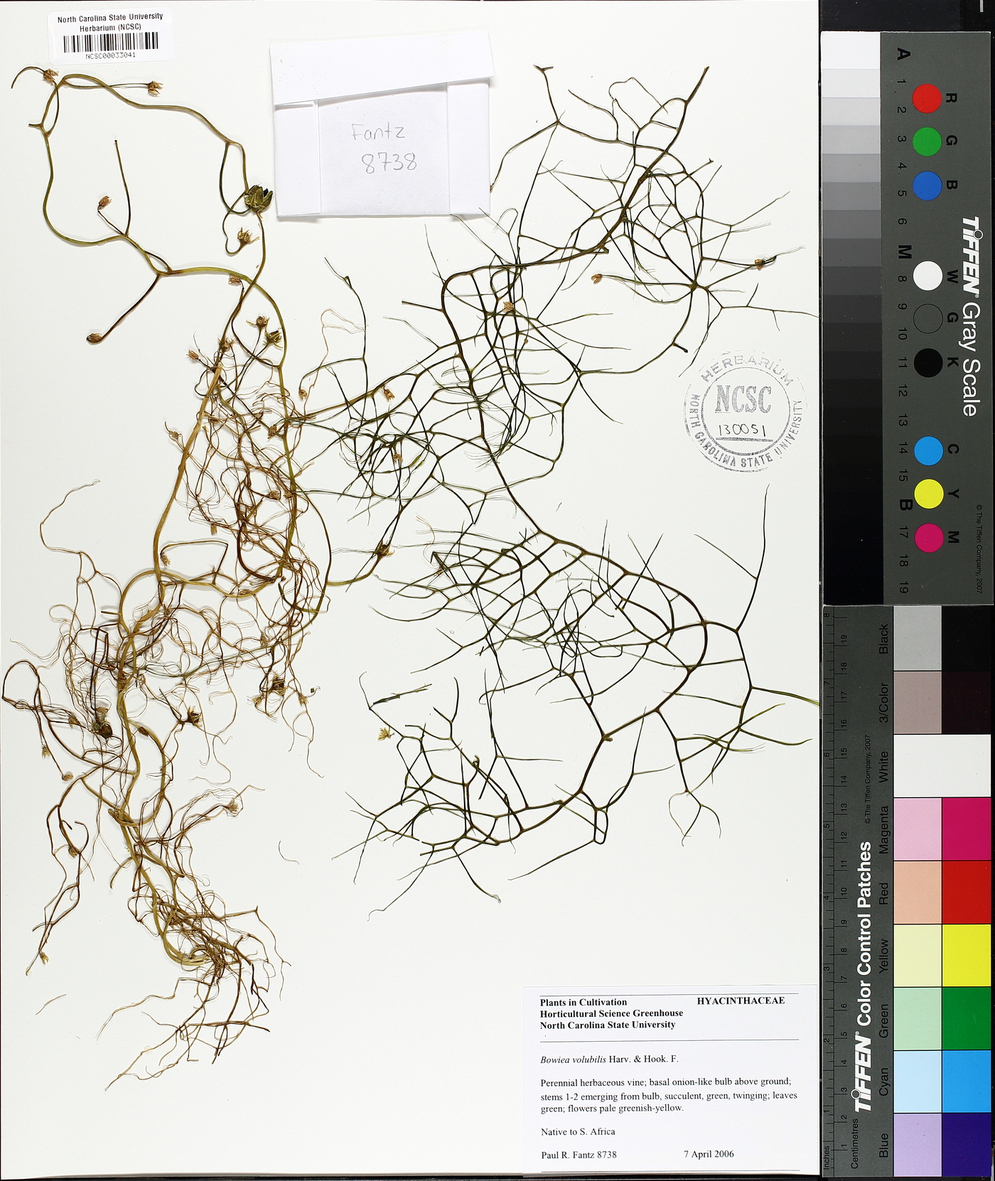 Bowiea volubilis image